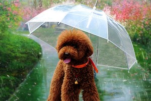 Paraguas para perros, con correa para arnés disponible en "Club de perros y gatos".